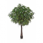 Ficus longifolium Cabana 270cm